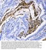 Anti-CD18/ITGB2 Antibody Picoband®