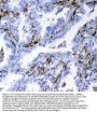 Anti-CD18/ITGB2 Antibody Picoband®