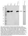 Anti-Integrin beta 3/ITGB3 Antibody Picoband®