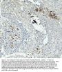 Anti-Integrin beta 3/ITGB3 Antibody Picoband®