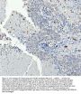 Anti-Integrin beta 3/ITGB3 Antibody Picoband®
