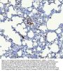 Anti-Integrin beta 3/ITGB3 Antibody Picoband®