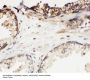 Anti-Kallikrein 11/KLK11 Antibody Picoband®