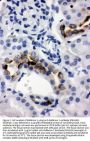 Anti-Kallikrein 1/Ngfg Antibody Picoband®