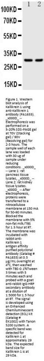 Anti-Kallikrein 1/Ngfg Antibody Picoband®