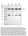 Anti-XRCC1 Antibody Picoband®