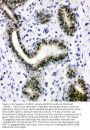 Anti-XRCC1 Antibody Picoband®