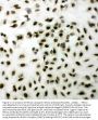 Anti-XRCC1 Antibody Picoband®