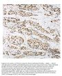 Anti-Ku80/XRCC5 Antibody Picoband®