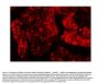 Anti-Ku80/XRCC5 Antibody Picoband®