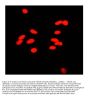 Anti-Ku80/XRCC5 Antibody Picoband®