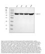 Anti-Ku80/XRCC5 Antibody Picoband®