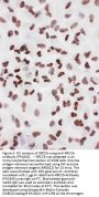 Anti-Ku70/XRCC6 Antibody Picoband®