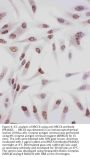 Anti-Ku70/XRCC6 Antibody Picoband®