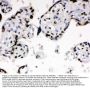 Anti-Ku70/XRCC6 Antibody Picoband®