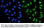 Anti-Ku70/XRCC6 Antibody Picoband®