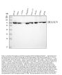 Anti-Ku70/XRCC6 Antibody Picoband®