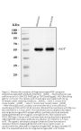 Anti-Angiotensinogen/AGT Antibody Picoband®