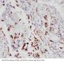 Anti-5 Lipoxygenase/ALOX5 Antibody Picoband®