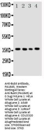 Anti-Bub3 Antibody Picoband®