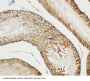 Anti-Bub3 Antibody Picoband®