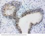 Anti-Bub3 Antibody Picoband®