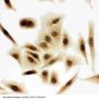 Anti-Bub3 Antibody Picoband®