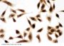 Anti-Bub3 Antibody Picoband®