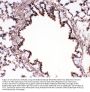 Anti-Bub3 Antibody Picoband®