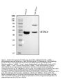 Anti-5HT1A Receptor/HTR1A Antibody Picoband®