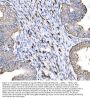 Anti-5HT1A Receptor/HTR1A Antibody Picoband®
