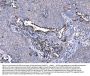 Anti-5HT1A Receptor/HTR1A Antibody Picoband®