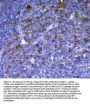 Anti-5HT1A Receptor/HTR1A Antibody Picoband®