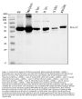 Anti-Monoamine Oxidase A/MAOA Antibody Picoband®