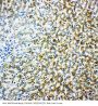 Anti-Monoamine Oxidase B/MAOB Antibody Picoband®