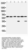 Anti-Monoamine Oxidase B/MAOB Antibody Picoband®