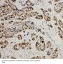 Anti-MCM2 Antibody Picoband®