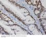Anti-MCM2 Antibody Picoband®