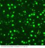 Anti-MCM2 Antibody Picoband®