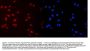 Anti-MCM2 Antibody Picoband®