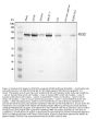 Anti-MCM2 Antibody Picoband®