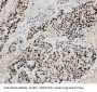 Anti-MCM3 Antibody Picoband®
