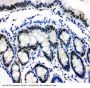 Anti-MCM3 Antibody Picoband®