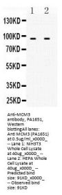 Anti-MCM3 Antibody Picoband®