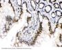 Anti-MCM3 Antibody Picoband®