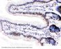 Anti-MCM3 Antibody Picoband®