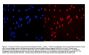 Anti-MCM3 Antibody Picoband®
