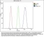 Anti-MCM3 Antibody Picoband®