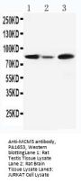 Anti-MCM5 Antibody Picoband®