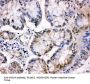 Anti-MCM5 Antibody Picoband®